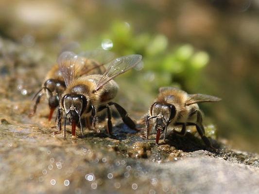 Bienen 3 trinken Wasser Bienen 3 trinken Wasser