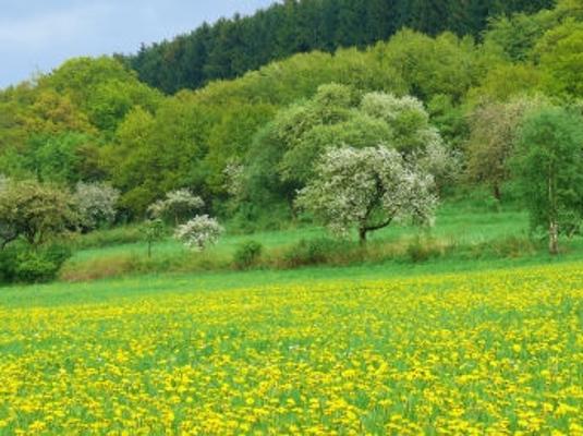 Wiese Frühling Löwenzahn