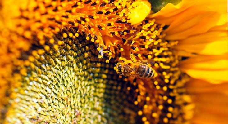 Biene auf Blüte