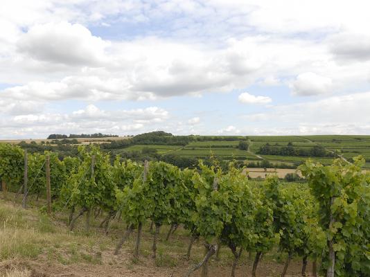 Weinberge Landschaft Weinberge Landschaft