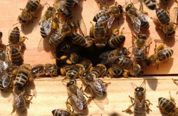 Bienen Bienen