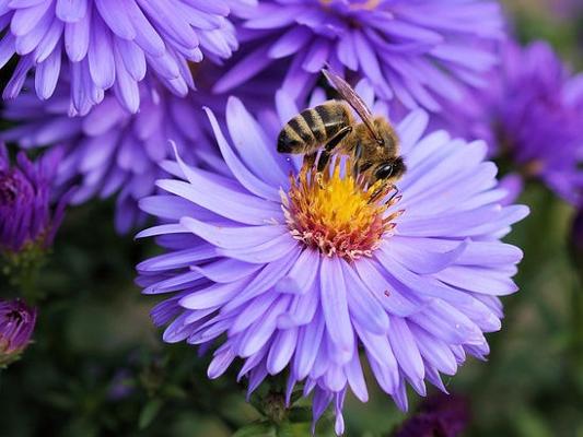 Bienen hellblaue Blüte