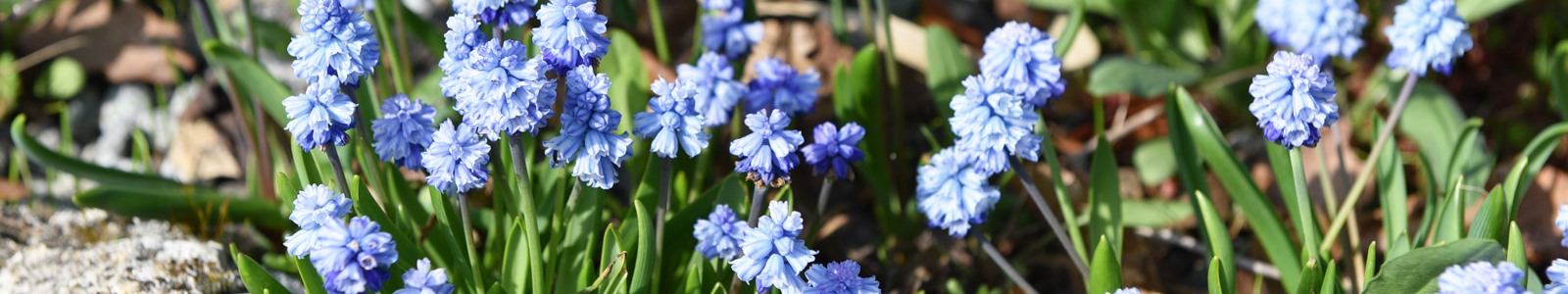 Blaublühende Blumen in Nahaufnahme @Dr. Köhler